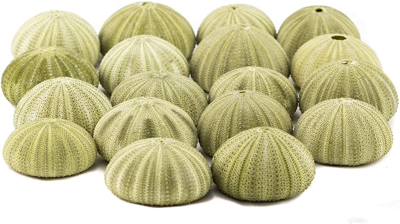 Sea Urchin 18 Green Sea Urchins 1.5-2.5" Green Sea Urchin Shells for Craft and Décor
